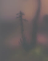 (Brooks Shane Salzwedel) Double Setting Suns