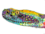 (Walker Mettling) Snake