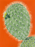 (Bijou Karman) Orange Opuntia