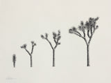 (Parker Thornton) Progression