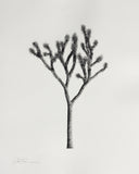(Parker Thornton) Still, Becoming
